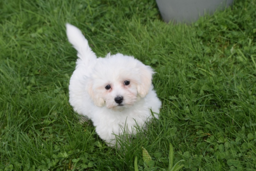 Maltipoo (teef) 29422
