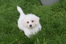 Maltipoo (teef) 29422