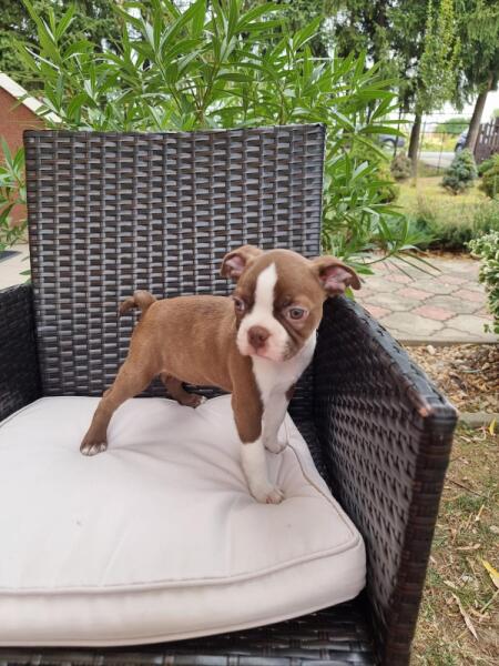 Boston terrier nestje 