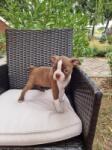 Boston terrier nestje 