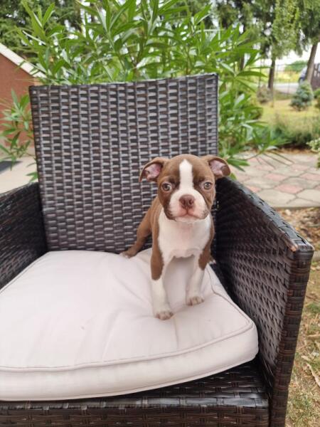 Boston terrier nestje 