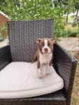 Boston terrier nestje 