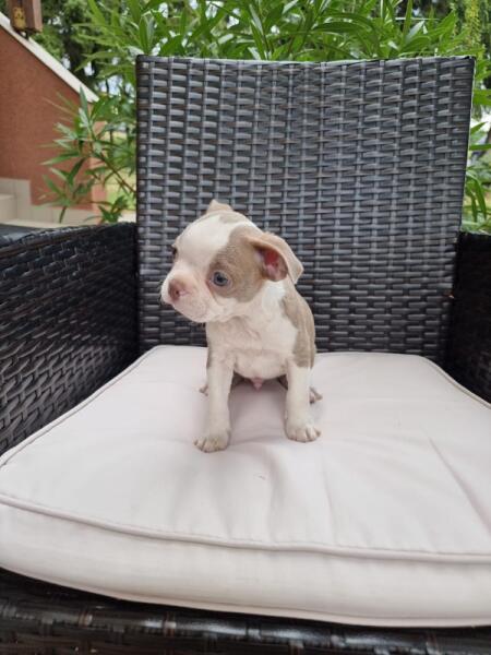Boston terrier nestje 