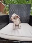 Boston terrier nestje 
