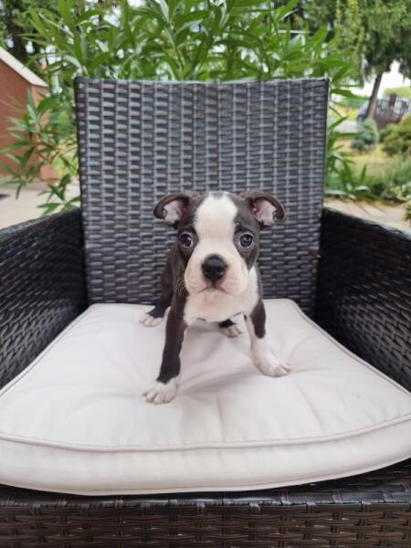 Boston terrier nestje 