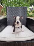 Boston terrier nestje 