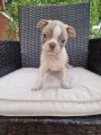 Boston terrier nestje 