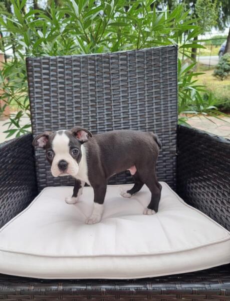 Boston terrier nestje 