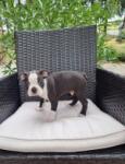 Boston terrier nestje 