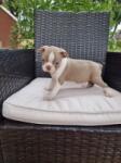 Boston terrier nestje 