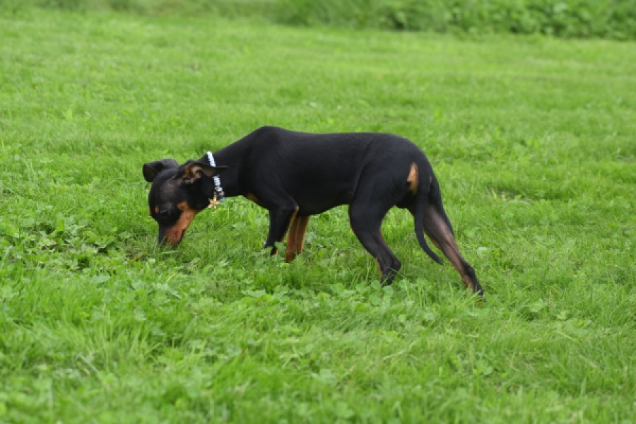 Pinscher (reu) 29165