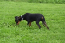 Pinscher (reu) 29165