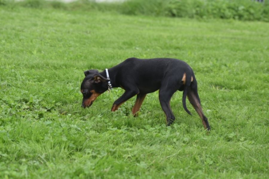 Pinscher (reu) 29165
