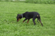Pinscher (reu) 29165