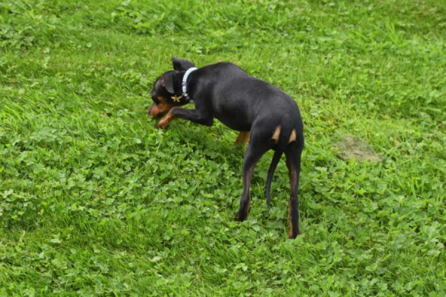 Pinscher (reu) 29165