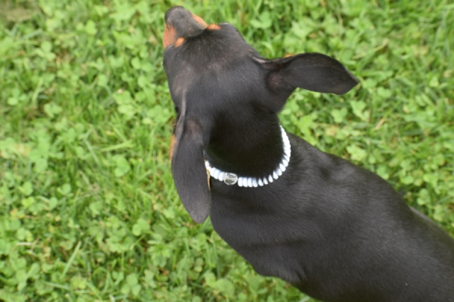 Pinscher (reu) 29165