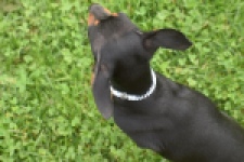 Pinscher (reu) 29165