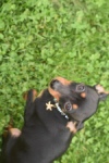 Pinscher (reu) 29165