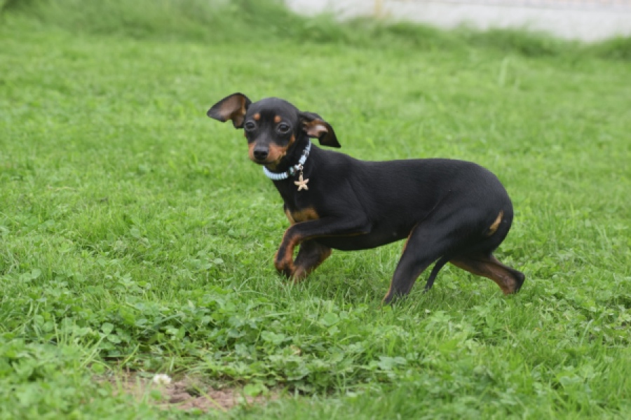 Pinscher (reu) 29165