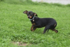 Pinscher (reu) 29165