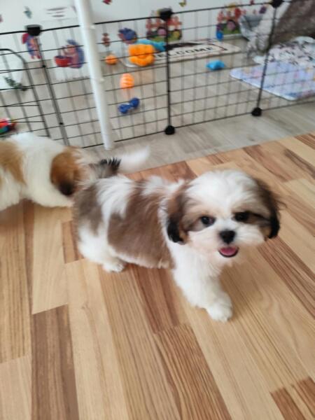 Shih-tzu nestje 