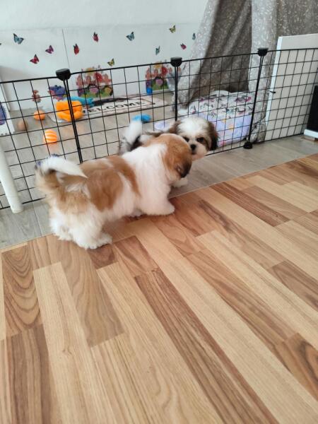 Shih-tzu nestje 