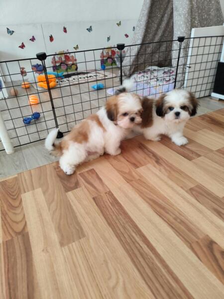 Shih-tzu nestje 
