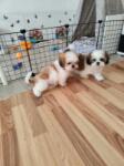 Shih-tzu nestje 
