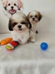 Shih-tzu nestje 