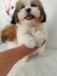 Shih-tzu nestje 