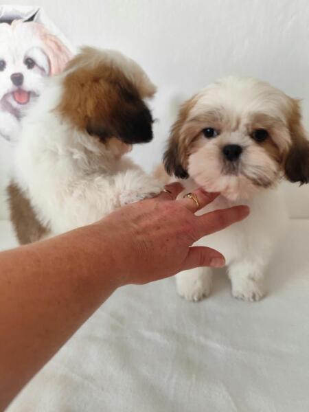 Shih-tzu nestje 