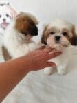 Shih-tzu nestje 