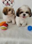 Shih-tzu nestje 