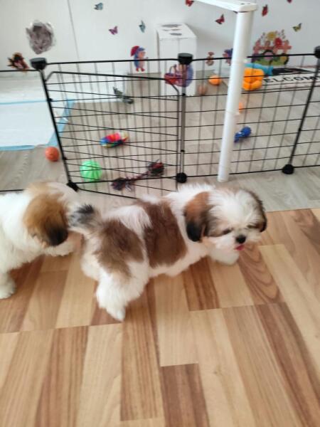 Shih-tzu nestje 