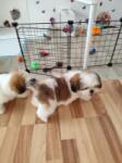 Shih-tzu nestje 