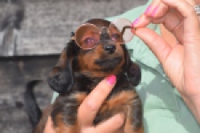 Teckel (teef) 83999
