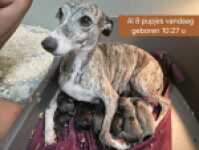 Whippet 