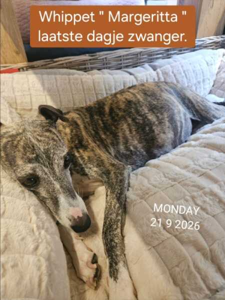 Whippet 