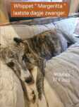 Whippet 