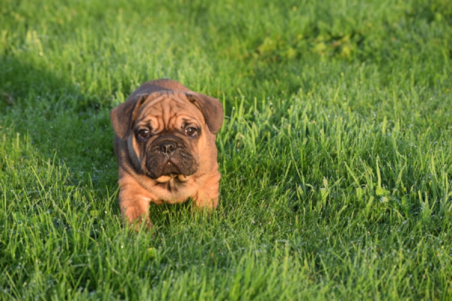 Franse bulldog (reu) 40004
