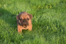 Franse bulldog (reu) 40004