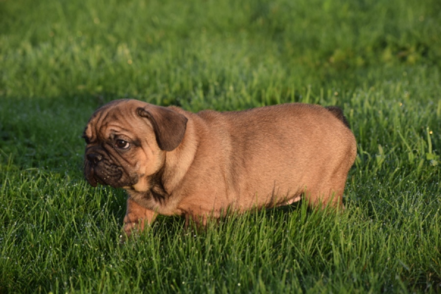 Franse bulldog (reu) 40004