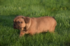 Franse bulldog (reu) 40004