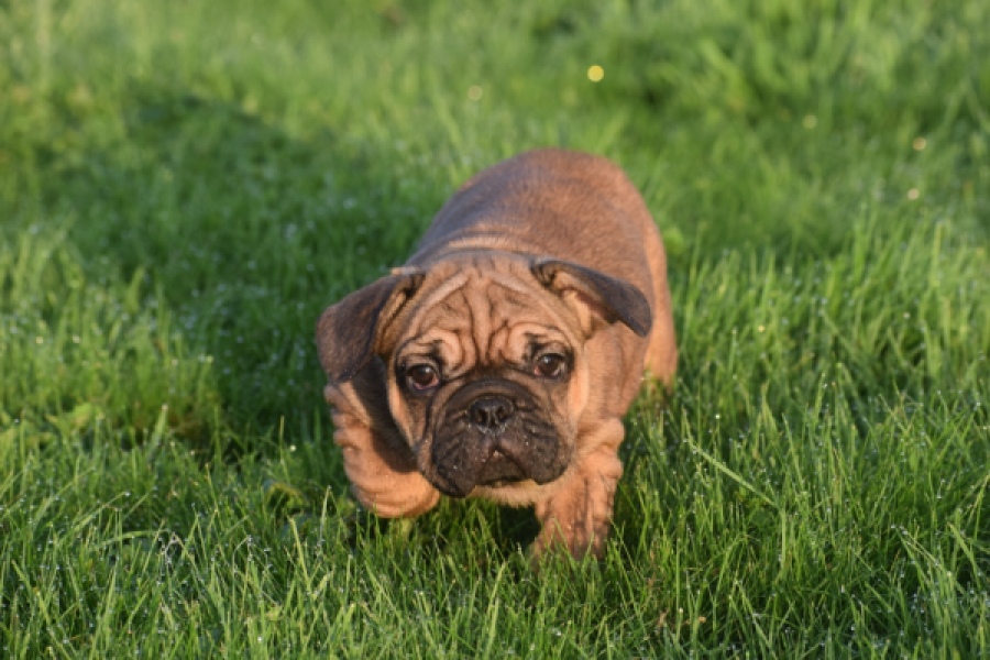 Franse bulldog (reu) 40004