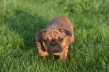 Franse bulldog (reu) 40004