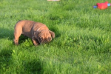 Franse bulldog (reu) 40004