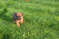 Franse bulldog (reu) 40004