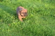 Franse bulldog (reu) 40004