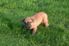 Franse bulldog (reu) 40004