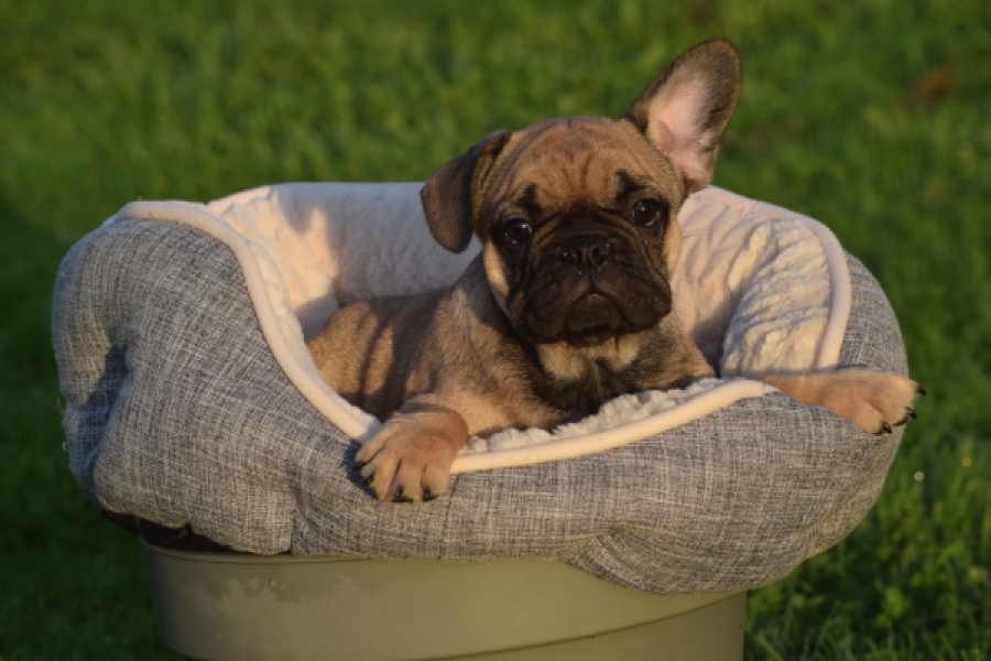 Franse bulldog (reu) 40000